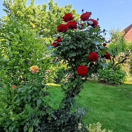Forras Balatonfüred